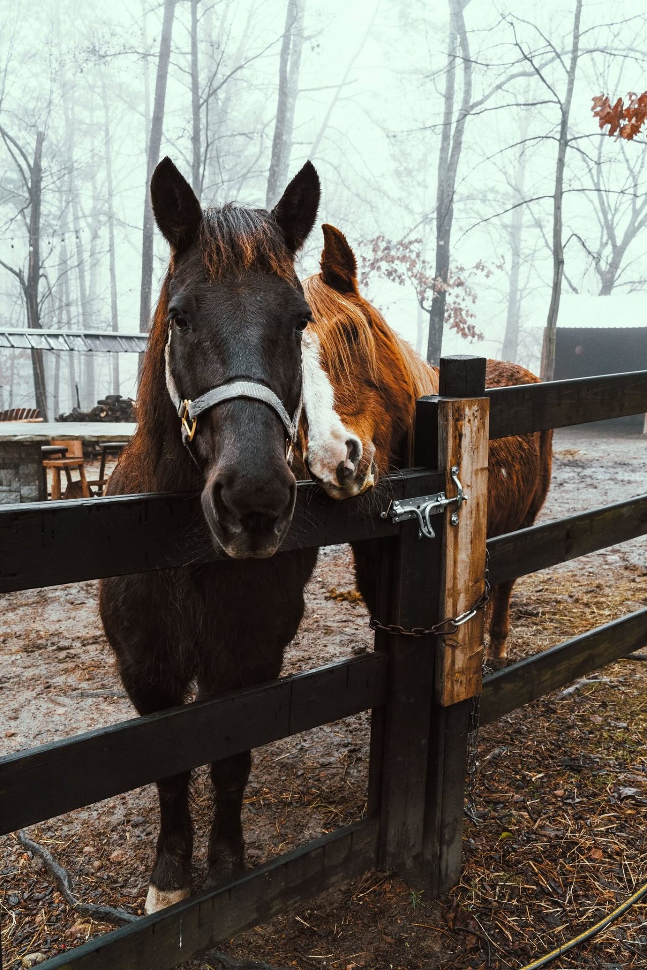 Two curious horses at the pasture fence